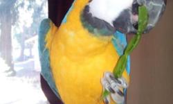 I have a stunning 2 year old surgically sexed (tattoo on wing) female B&G Macaw. She is very friendly and will step-up on anyone..even our 11 and 8 year old Daughters. Her name is Punky. She likes males and females equally. She gets a huge variety of