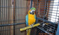 I have a 3 year old female macaw that is extremely smart, great feathering and weight! She speaks Hello Hola, and says shut up when the dog barks. I prefer someone who knows about Macaws so they know how territorial they are and what big babies they are