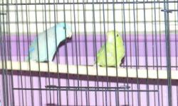 2 year old proven pair of parrotlets. They have blue, yellow and green offspring. The male is blue and the female is green. $300.
530-300-1866
