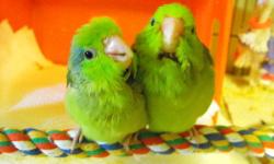 Taking deposits for a Blue, Male Pacific Parrotlet whom I'm currently handfeeding. He is now 5 weeks old and is completely feathered out. Once he is weaned in 2 to 1 weeks he'll be ready to go home. He will be hand tamed. His parents are: Mom is green