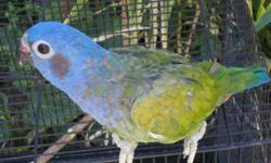 Blue head pionus parrots he is under 5 years old, He got good plumage. He is very friendly n sweet i can pet him on his back, neck, shoulder, head, but he does need warm up if you are stranger, sometime he does not like the person he did get you a warning