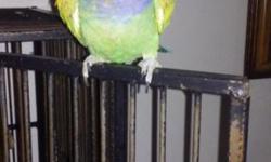 Hello I have a pionus parrot I am selling with the cage. His name is tic-toc he has a very wide selection of things he says, what are you doing, are you okay, hello tic-toc, go night night, good morning, I'm a pretty bird, and more makes picks up on