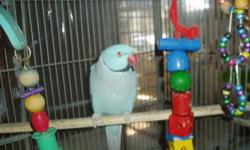 BLUE MALE INDIAN RINGNECK.....
3 YEARS OLD.....
( NOT TAME ).....
100.00 WITHOUT CAGE.....
125.00 WITH CAGE....
PENSACOLA FLORIDA
850-458-3806