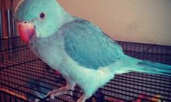 Blue Indian Ringneck, Unsure of sex, A few months old, Tame just doesnt like hands coming at it(like most ringnecks) makes sweet noises, kisses, and is pretty quiet for a parrot. Pet not a breeder! Located in Augusta Ga, I do not ship, willing to meet in