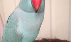 Looking to trade/sell a Blue Indian Ringneck Parrot (I paid a total of about $700.00 for him, his cage and accessories). His name is Skye Blue and he is 11 months old. He is learning to talk and already will say Hello. He will come with a large cage and