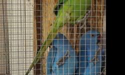 Female Indian ringneck Parent raised ** not tame... They are a year and a half old..
Blue
$150 each
Will consider trades for pair of red rumps, Moustache Parrot, Halfmoon conure, Female black cap conure, Sun conures, or other types of birds?
Let me know
