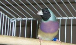 I currently have three blue back Lady Gouldian finches that just finished their adult molt & are available for sale: BH/PB/BB female. Parents are RH/PB/BB dad & OH/PB/YB split BB mom. BH/WB/BB male & BH/WB/BB female. Parents are RH/PB/BB dad & BH/WB/GB