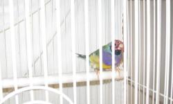 Blue male gouldian with red head, purple breast and is almost finished with adult molt. Also have a juvenile female green split to blue. She is red head, purple breast. The two are not related. Male blue is $160 and female is $85 317-727-2908 Cash only