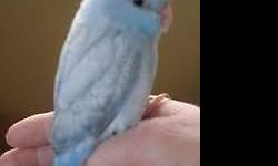 Blue male Parrotlet born in May this year. Was hand- fed but two kids taught him to bite. $100 for him, cage not included but I do have some for sale ($25-$40). If interested, please contact Tricia at 916-308-8089. Thank you!
This ad was posted with the