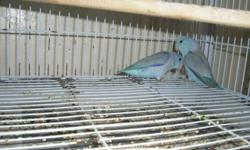 8 months old blue male parrotlet,not tame.If interested call please