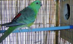 Blue male red rump ready to breed 1 1/2 year old
$75
Will consider trading for female red rump, female green cheek or let me know what you may have to trade?
818 462 4071