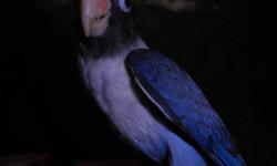 I have 2 young lovebirds. One is blue masked and the other is a blue/gray masked. They are 5 months old and were handfed originally. I am selling them for $100 for both. Individually $65
Call email or text 347-494-0899. Must pick up in Woodhaven, NY 11421