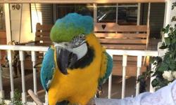 This bird was hand raised as a baby but last five years has shared a room with a fellow shamrock so she will need TLC to become super owner friendly again. her personality is kind and a serious bird lover only need to inquire we thought it was a boy and