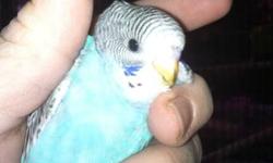 Beautiful blue baby parakeets. Most will be weaned Dec.10- Dec.23. Adult males in pics are the fathers.
This ad was posted with the eBay Classifieds mobile app.