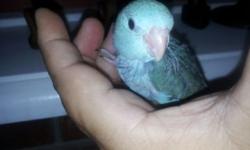 Blue female parrotlet weened hand fed tame, will not bite about 8 weeks old. Call or text for price 714-574-6116