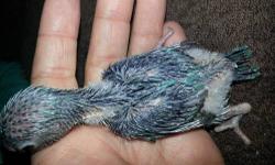 I have a female blue parrotlet baby that is about 3 weeks old right now so she still has 3 to 4 week to go before she would be ready for her new home. She has a more calm personality right now and is always in the back at food time, so I always have to