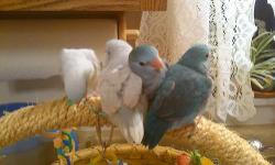 1 Blue pied hen, 1 Blue male, and1 unweaned Dilute Blue(white),hen. Email for more information and updated pics.