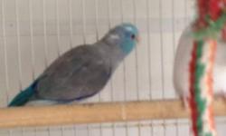 I have a light blue pied parrotlet. He is just over a year old now, and ready to breed. I own his parents, so I don't need him for my breeding stock and I sold the mate I had for him by herself. Nice bird that is strickly on Roudybush pellets. If