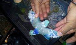 2 1/2 months old male parrotlet handfed and tamed almost fully weaned
contact @ 619-316-1007 ask for Lernel for more info....
NOTE:
no time for e-mail to reply "I'm always on the road".