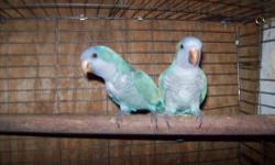 Proven pair of blue Quakers . We do not have time to hand feed the babys. So we are selling them. they are true pair. for more info call .
For more info call 904-314-4344