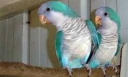We have a nice pair of Blue Quaker Parrot pair 1 year and 1/2 old ready to breed , tame and already talking only Ceasar Per Store
1941 south Military Trail , west palm beach fl 33415
This ad was posted with the eBay Classifieds mobile app.
