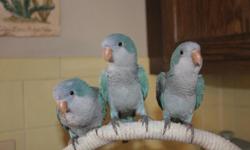 Our baby Blue Quakers are due next week! $50 deposit will hold baby till weaned.