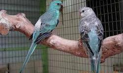 Posting for a Computerless Friend;
Blue Rump Parakeets $270.00 a pair
have one extra hen.
Red Rump Parakeets $200.00 a pair
Pictures not of actual birds.
Phone calls only PLEASE! Will not reply to emails.
Gerald 281-580-6662