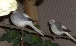 .
Blue White Tail Diamond Doves
Both Hatched 2012
Proven Pair this year....$50
Call...916-222-5219
.