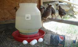 Bobwhite quails. Young adults, 9 mths old. Females currently laying eggs. 13 females, 3 males. $10 each. se habla EspaÃ±ol.