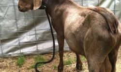 Boer buck 3 years old stud
Nice color red /brown.
Has black color gene in him.
Great health has all shots up to date
Has been wormed and feet trimmed
115.00 cash
Text 5028358331
Located in vine grove ky
This ad was posted with the eBay Classifieds mobile