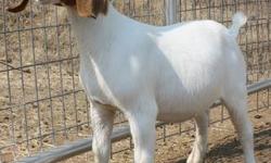 We have several quality Fullblood Boer does for sale at this time. Two doelings born in Feb and May priced from $200.00 to $450.00. One 6 yr old doe possible bred $200.00 call for details. CL,CAE neg. www.childersshowgoats.com 541-601-7262