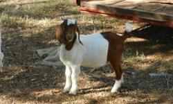 South African Boer Goat Bucks 4 months old (not registered)
Bred and born on my farm
They have CODI-PCI Bloodlines to include
KAPTEIN *EN* *Platinum SIRE Ennobled Platinum
DOW K195 PIPELINE *EN/SL SIRE * Ennobled Silver
LABOLA *AM EN*
DOWNENS BIG *85 *AM