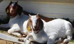 She is a three months purebred Boer doeling ready to be weaned form her mom. She is very sweet and would make a good 4-H goat. pictures #1her and her sister. She is the one on the left in the back.#2 her father #3 her mother #4her and she sister when they