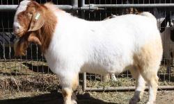 We have Boer goats for all your needs from commercial doelings to show quality doelings to bred does and bucks. We run a small closed show quality her of goats that we guarantee will test negative for CL and CAE. Our prices reflect the quality of our