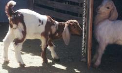 Goats - Boer
2 pb Boer Does - B-12 Feb 14, DFEF_E01-> $175.00 & DFEF_E02-> $150.00,
Season of the Does! 2 Boers ready for their new homes now!! Quality animals prices are firm.
Call Elf Farms, Clint @ 661 789 7101 or email [email removed] for more
