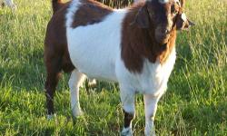 We are dedicated to our customers and our goats.
Goats make for Excellent Pets
Goats From 4 months to 5 years old available
*Start Your Hobby Farm Now!*
Great to keep place looking neat and mowed.
Super easy to maintain
Always goats available
Lots of