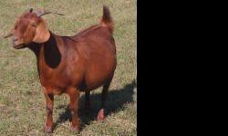 Boer Goats Fullblooded & percentage w/papers breeding for quality and standard Male and female Adults goats for sale, all different sizes, Babies are ready to go Price: $125. call anytime with questions
352-346-3504