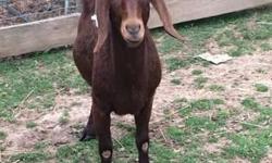 Very healthy. Just coming 2 years old. Nice buck selling to prevent inbreeding and changing the gene pool. Will consider trading for other goats or sheep. Let me know what you have.