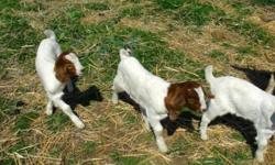 I have several wether/buck boer goats. They are high percentage. They are fast gainers if you are interested in showing them in the Walla Walla Fair. Please contact me with any questions.
Phone: (541)-938-3238
Email: [email removed]
Facebook: Boulder Pond