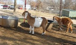 I have four boer/nubian goats for sale. I have two does and two bucks. They are weaned and eating hay and feed. The does in the pictures are the brown with white around the belly and one of the solid white and the bucks are the other solid white and the