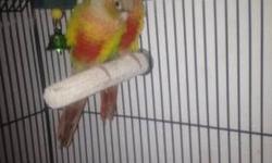 I have a 14 months old bonded pair of cinnamon green cheek conures, Peach, and Mango. And a cockatiel. the Conures are Ready to have their first little feathered babies and looking for a forever home. They mate couple of times a day and they give each