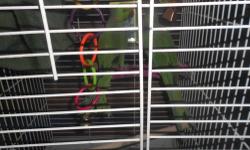 I have a bonded breeding pair of Indian ring neck parakeets, both are green and I?m not sure if they?re split for anything. The female is four years old and is in perfect condition; the male is three years old and is missing the tips of two of his front