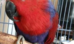 Very Bonded SI Eclectus pair $1950 pair. They are really beginning to work the box and he has learned how to care for her. Great pair. Fully feathered.
Will ship; at buyers expense; weather permitting.