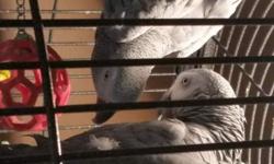 Experienced owners or breeders please! Meet Jacki and Echo.. A bonded breeding pair of African Grays.. They will only be sold together, and after signing a written agreement that they will always be kept together. They are NOT pets, they have bonded to