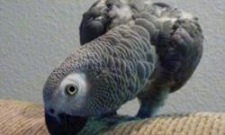 bonded pair of African Grey Congos for sale $1200. Must be able to pick up in Casa Grande. I can not deliver If you see this ad, I still have the birds . Age of male approx. 14 years old. Female is approx.5 years old. Domestic birds. Acclimated to the