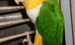 I have a bonded pair of Caique Parrots . Both are DNA tested . 1,200.00 for the pair . This does not include cage . Sorry no shipping this time of year .. Must be picked up or pay a fee for me to deliver . They have been set up for breeding ..