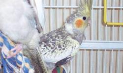 I have a young bonded pair of tiels, need to stay together. These guys are beautiful and healthy. Ready to make wonderful pets or breeders. Very sweet and gentle. Asking 50.00 for the pair.
Sorry No Cage