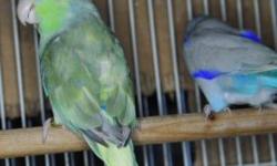 Beautiful Bonded Pair of Parrotlets. Blue Fallow Male parrotlet split pied born 8/02/2013 & Turquoise PIed female parrotlet split fallow born 6/15/2013. Pair is vet checked and healthy. They are also ready to breed. $500 for the pair. If interested,