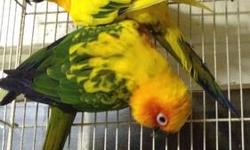 I have a pair of bonded sun conures they are dna sexed and alittle over 2 yrs old. If interested contact Sharon at 609-466-1855