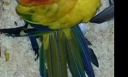 Bonded pair of sun conures. Male & female. Will not separate. $400 for both.